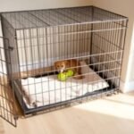 The Benefits of Using a DogCrate for Training