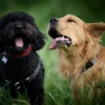 ladbrador with other dogs