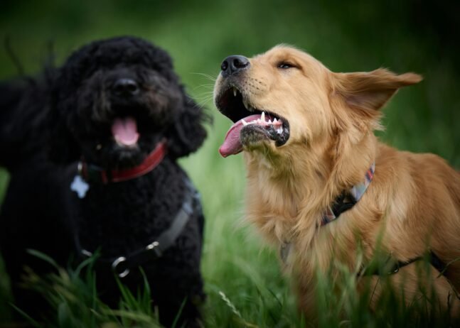 ladbrador with other dogs