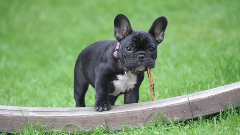 Male Dog Neutered Surgical Procedure