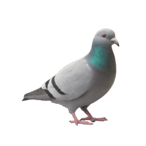 Category Image