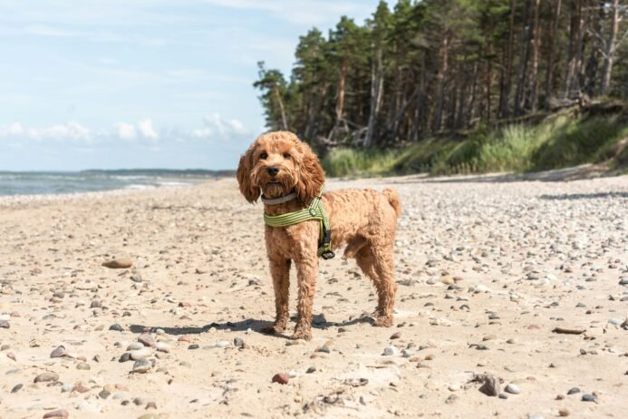 Labradoodle