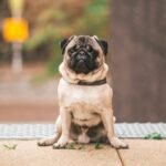 Pug