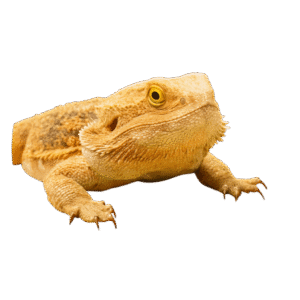 Category Image