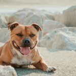 Staffordshire Bull Terrier