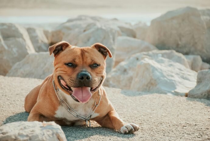 Staffordshire Bull Terrier