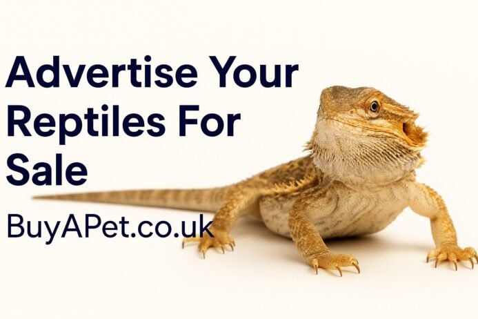 Advertise Your Reptiles