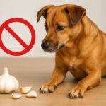 Can Dogs Eat Garlic