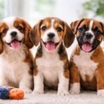 Puppies for Sale in the UK Most Trusted Website