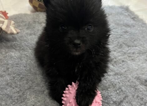 Beautiful Pomeranian Pupp