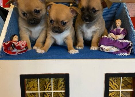 3 Beautiful Chihuahua puppies