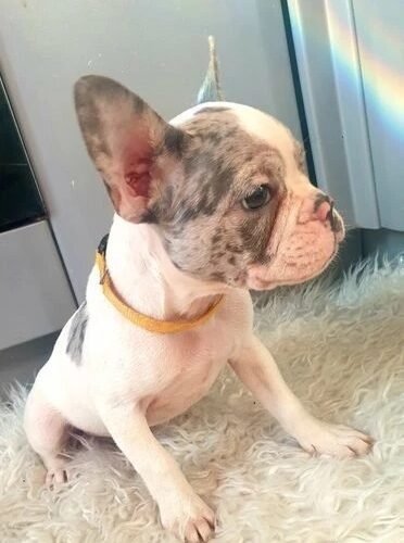 french bulldog dogs for sale frenchy puppies last 2 boys left french walls smethwick image 22