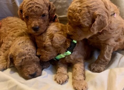 Tiny Red Toy Poodle Puppies.