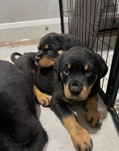 rottweiler dogs for sale stunning pure bred rotweiler pups little stukeley huntingdon image 2
