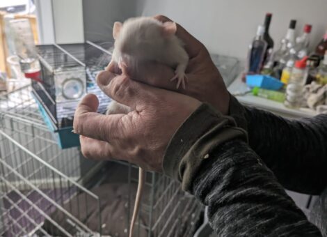 2 Male Baby Fancy Rats