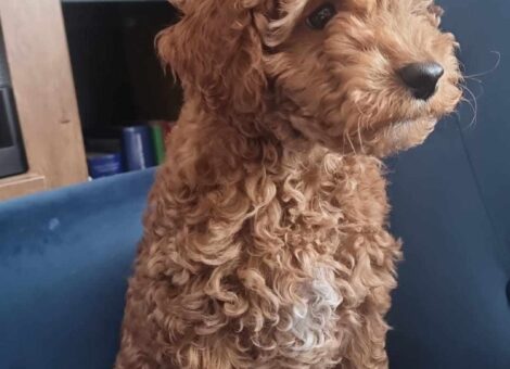 Miniature Poodle DNA tested pa