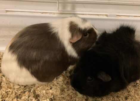 Two Guinea pigs need new home