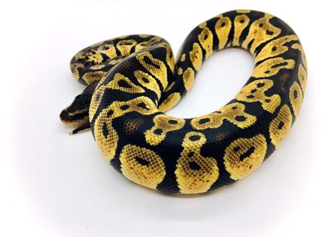 pastel royal ball python