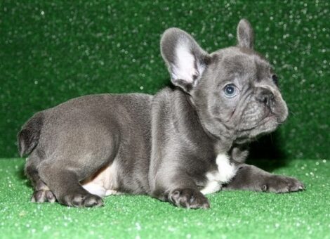 Lovely French Bulldogs Puppies