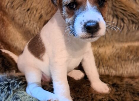 Jack Russell x wire fox terrie