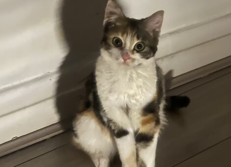 Calico kitten