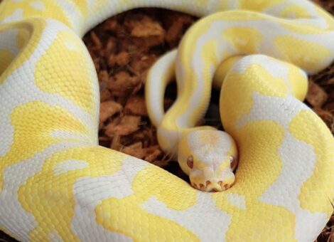 male cinnamon, albino Python R