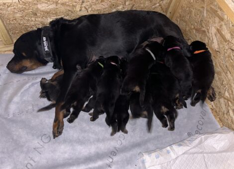 DO NOT MISS OUT!! 10 PUPS!!