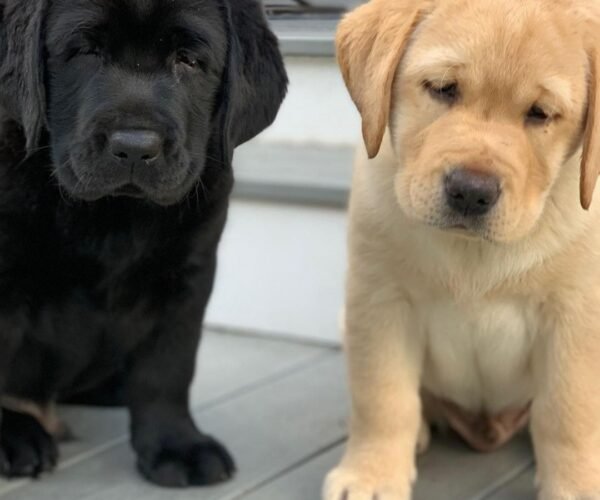 Cute Pair Of Labrador Puppies
