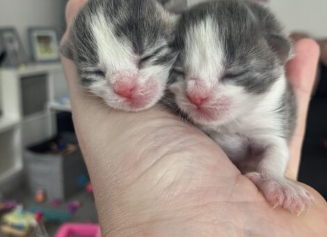 2 beautiful kittens for sale