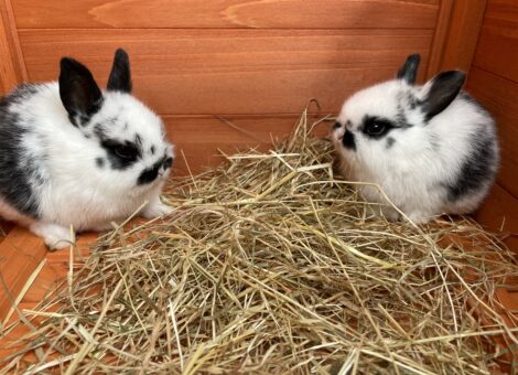 2x girl bunnies