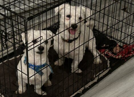 X2 Maltese dogs for sale