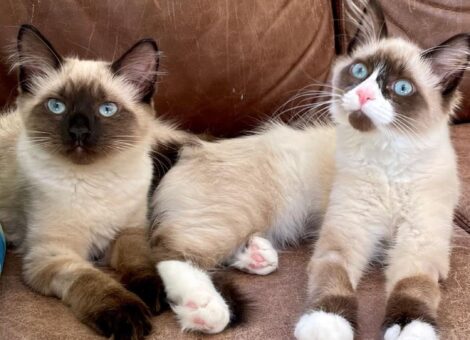 Siamese cats as highly social,