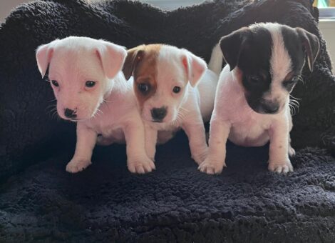 3 girl jug puppies