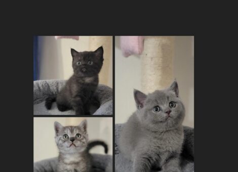 3 lovely BSH kittens