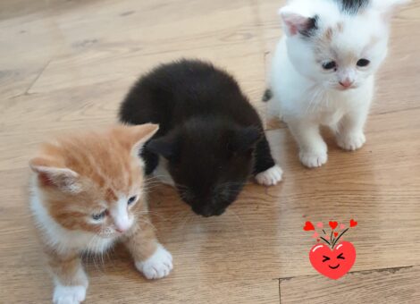 Three 7weeks kittens 😸 ♥