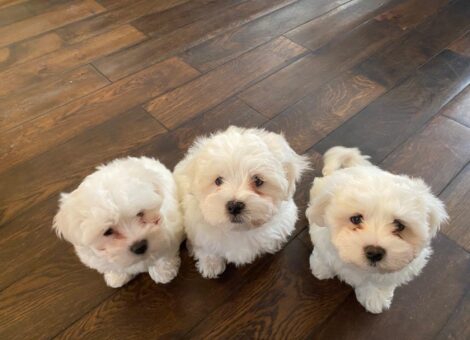 Three Maltese Female Puppies