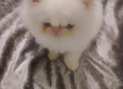 Flamepoint Persian kitten