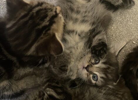 Fluffy tabby kittens for sale