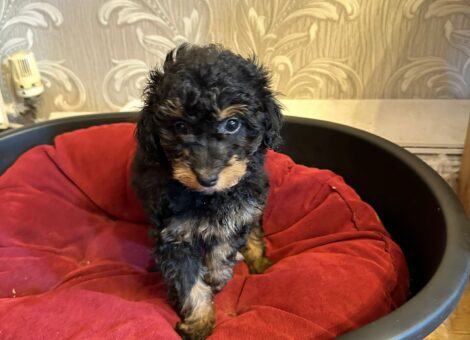 Tiny toy poodle – last one