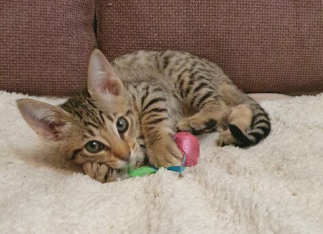 Ocicat female kitten