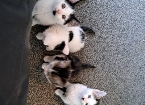 4x kittens for sale