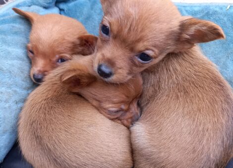 Chorkie mini puppies