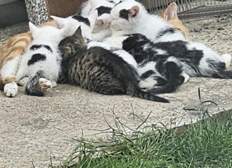 Fluffy beautiful kittens