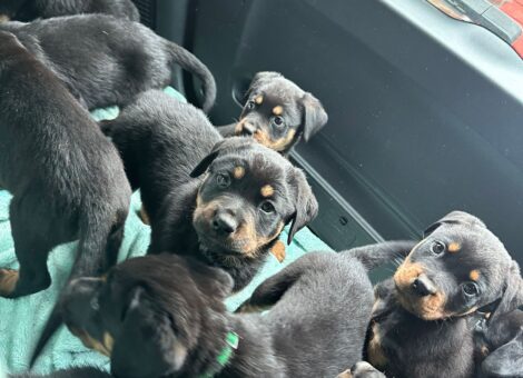 Rottweiler puppies ready now
