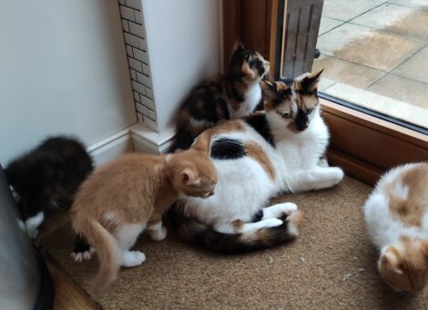 Four beautiful kittens