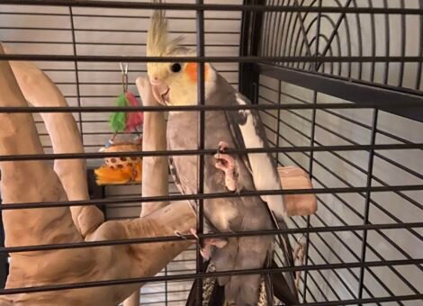 Cockatiel with large cage