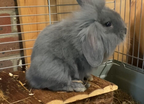Baby bunny available