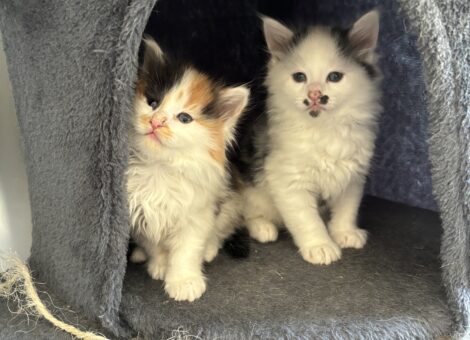 Two long haired kittens