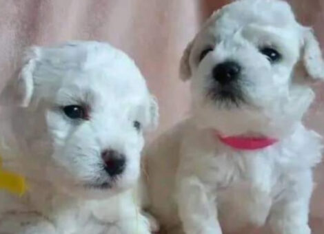 Bishon frise pups for sale
