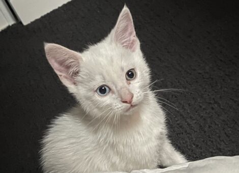 9 week old kitten for sale
